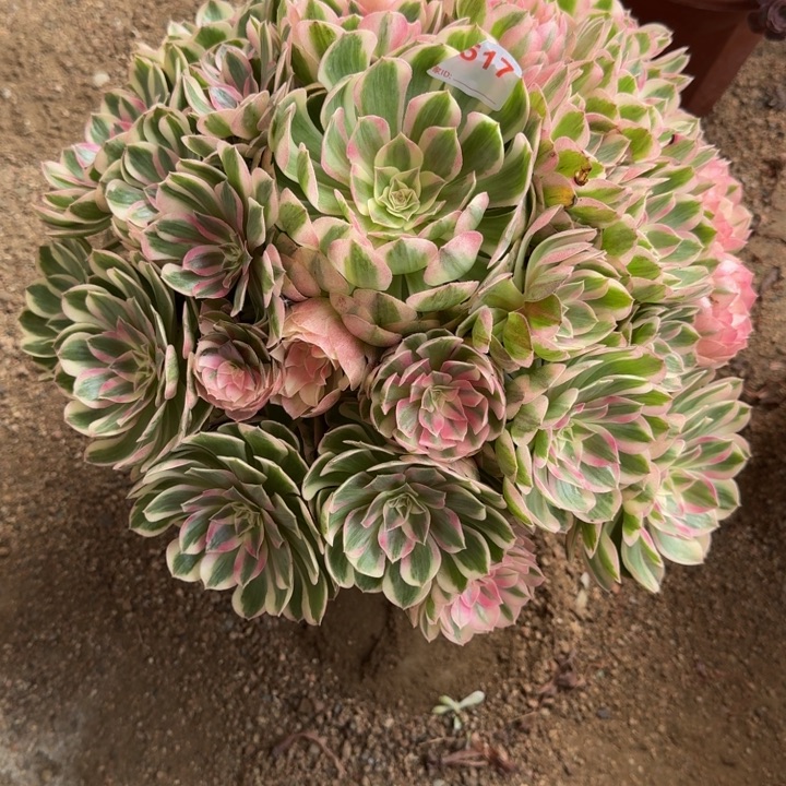 y****无花朵倾颜517多肉植物