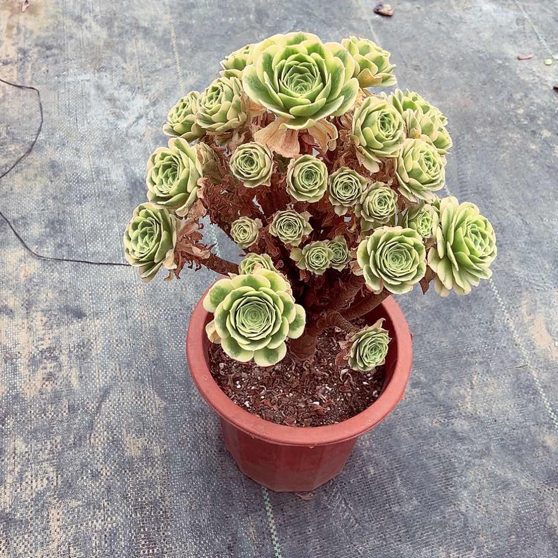 当前无花朵，栽培后可花朵