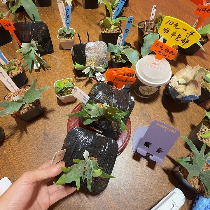 无花朵鹿野直播间竞拍玉女细菌