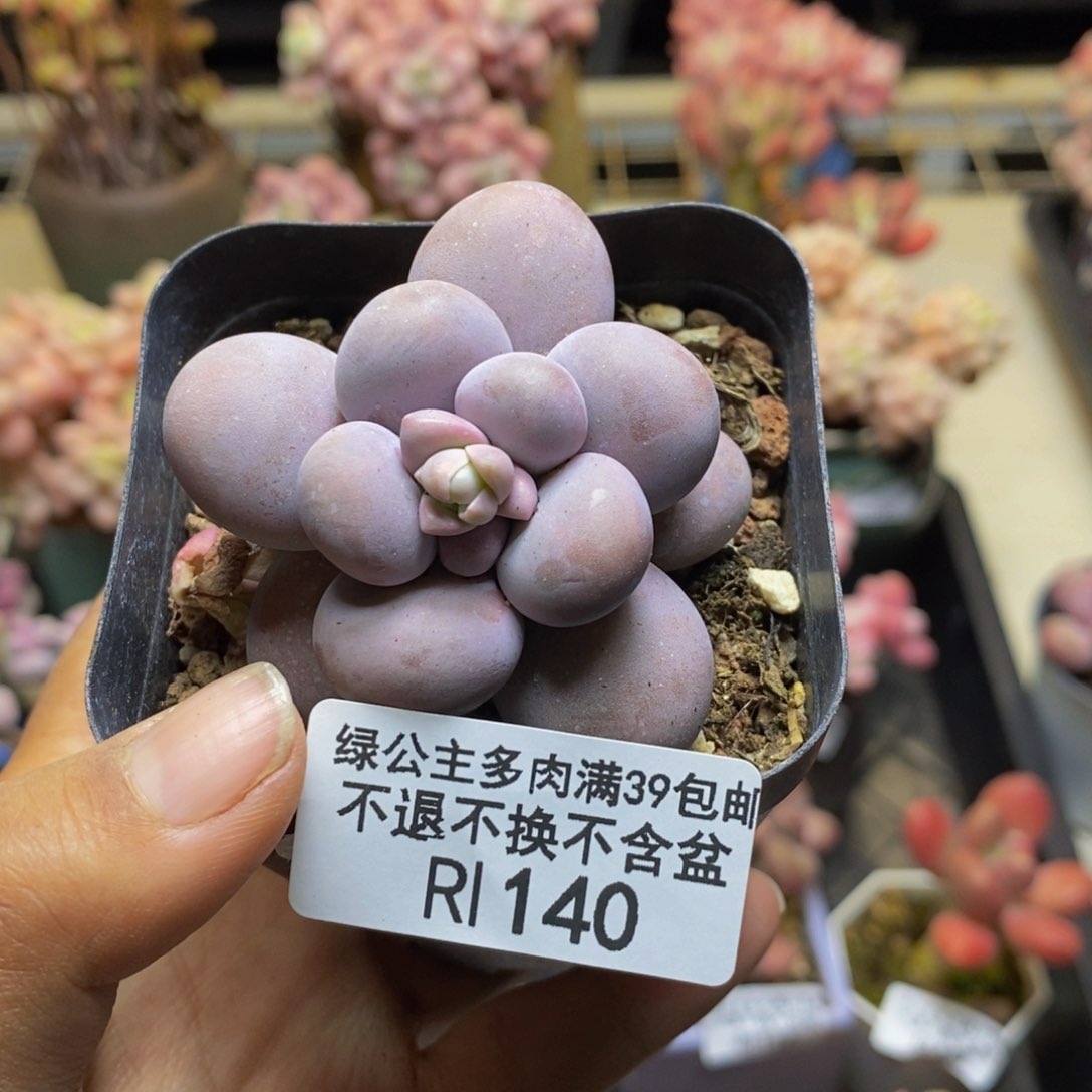 140芭比奶多肉4c m