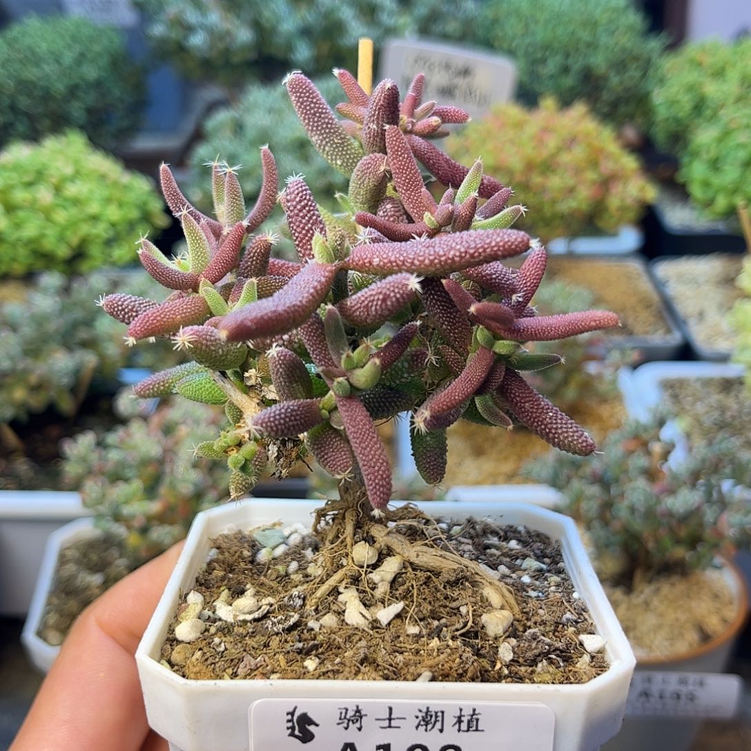 198玉米枝干番杏多肉