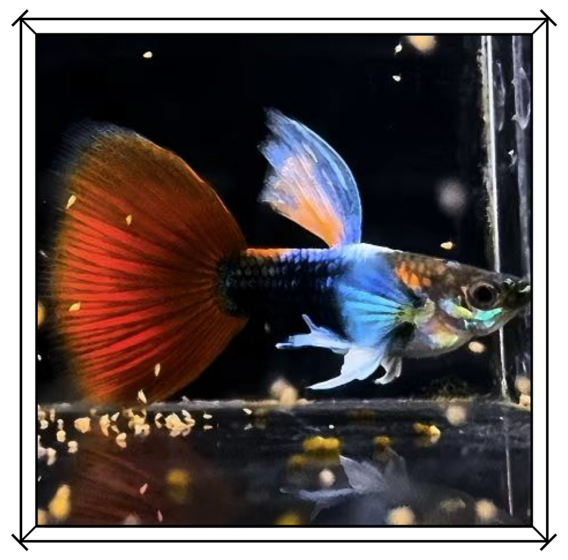 【红尾蓝礼服】孔雀鱼小型热带淡水观赏鱼活鱼