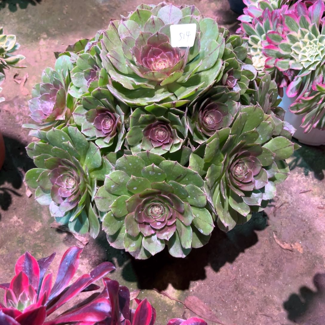 多肉植物万拉丝514
