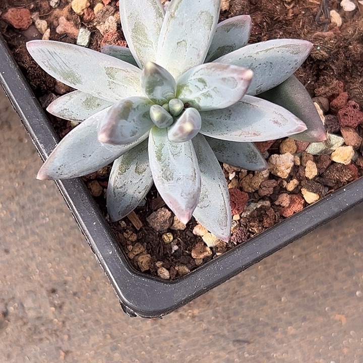 美人特价一物一拍美人