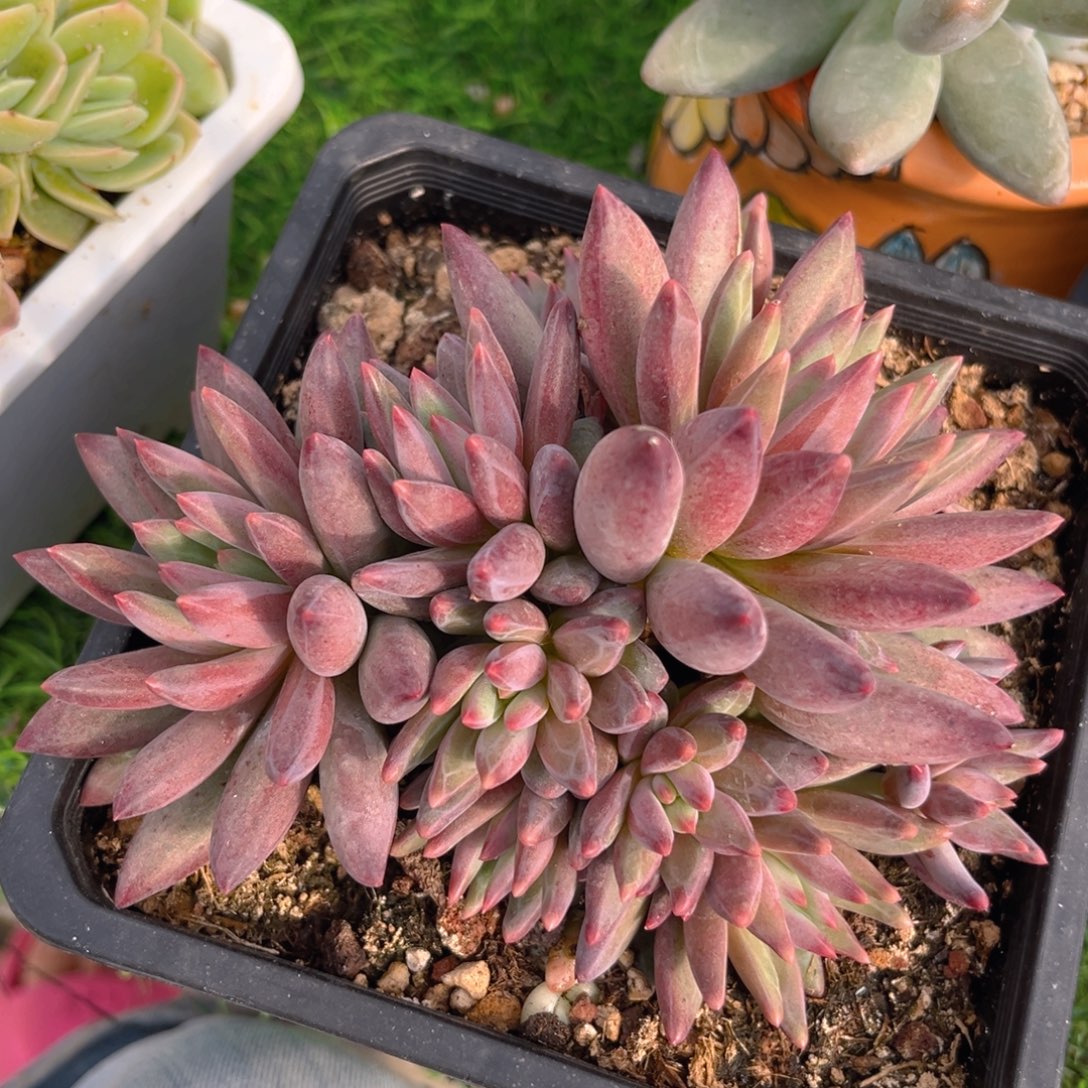 虞美人10头以上88888888888