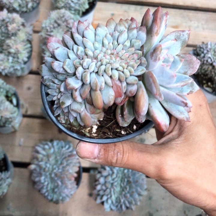 星影高板子缀化310