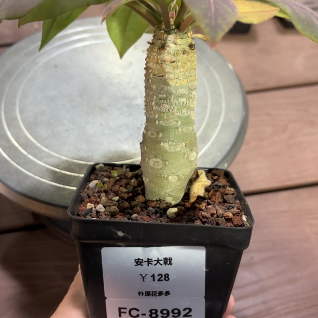 安卡大戟FC-8992.  