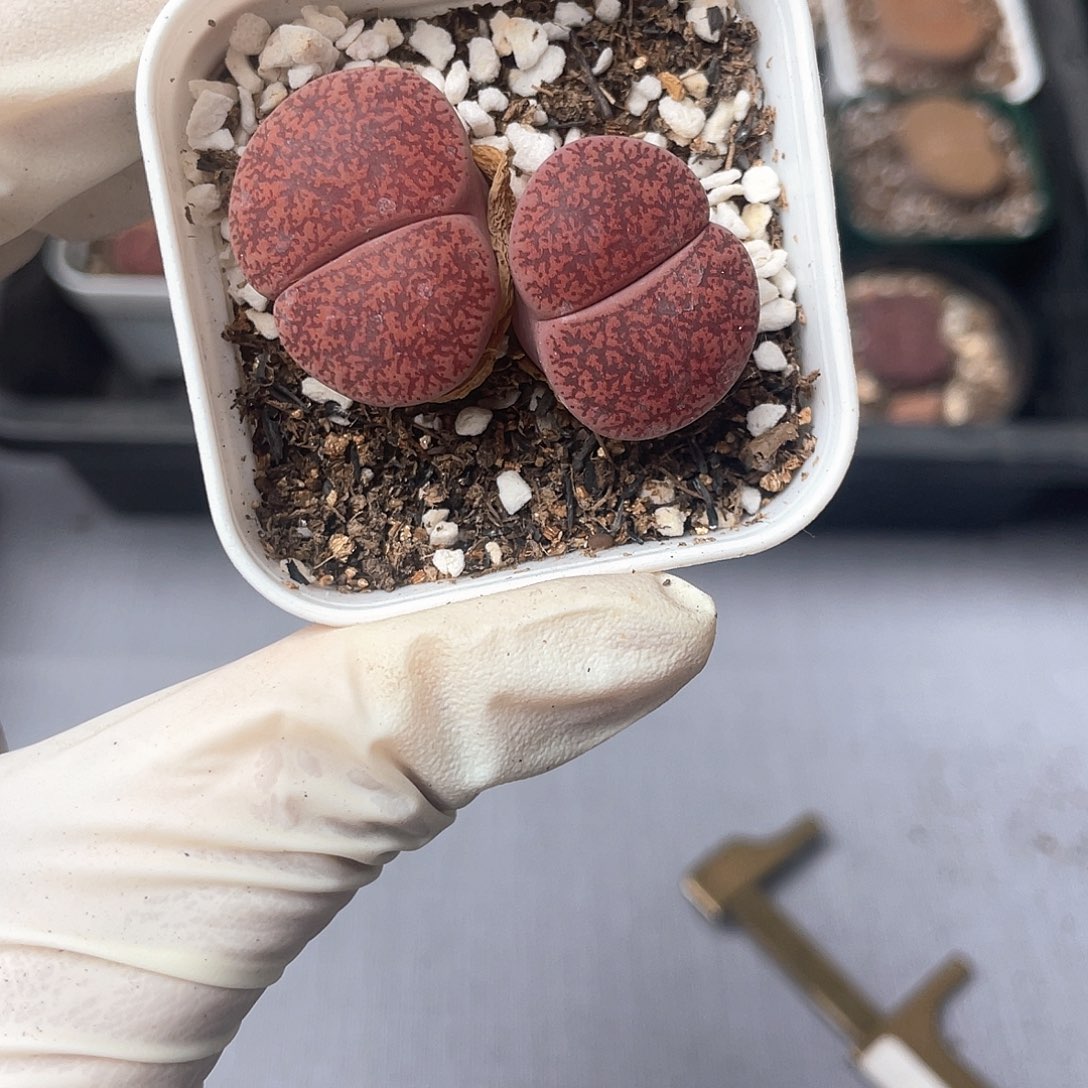 3533大棚清仓甩卖了