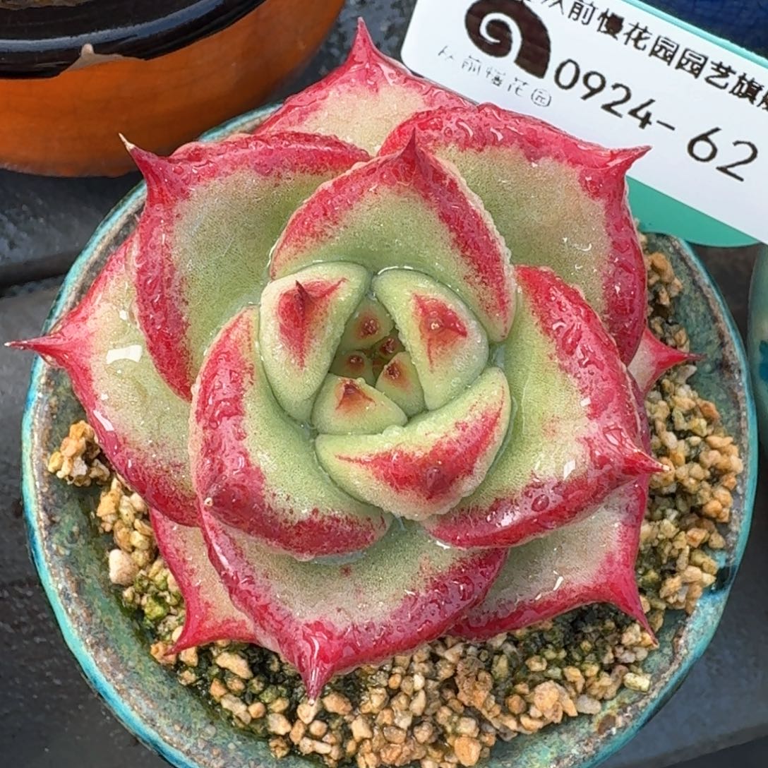 从前慢多肉精选编号0924.62