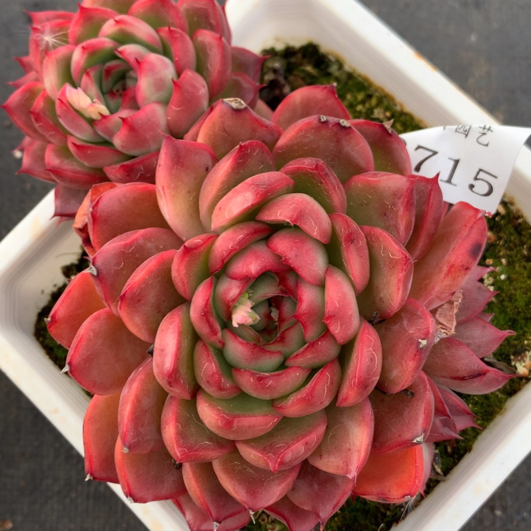 3715杂交多肉植物