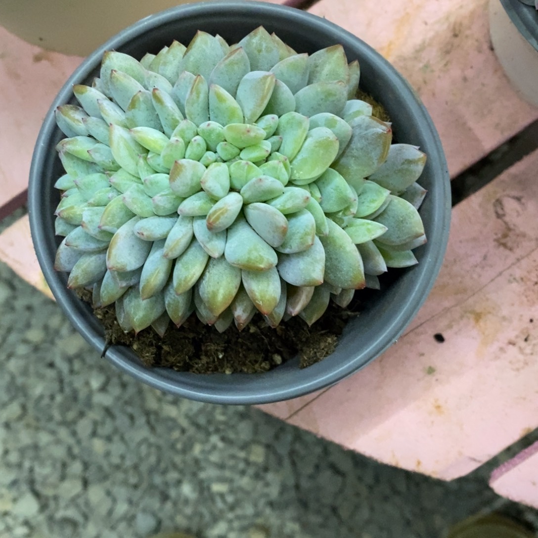 梅***了小虎多肉一物一拍星影