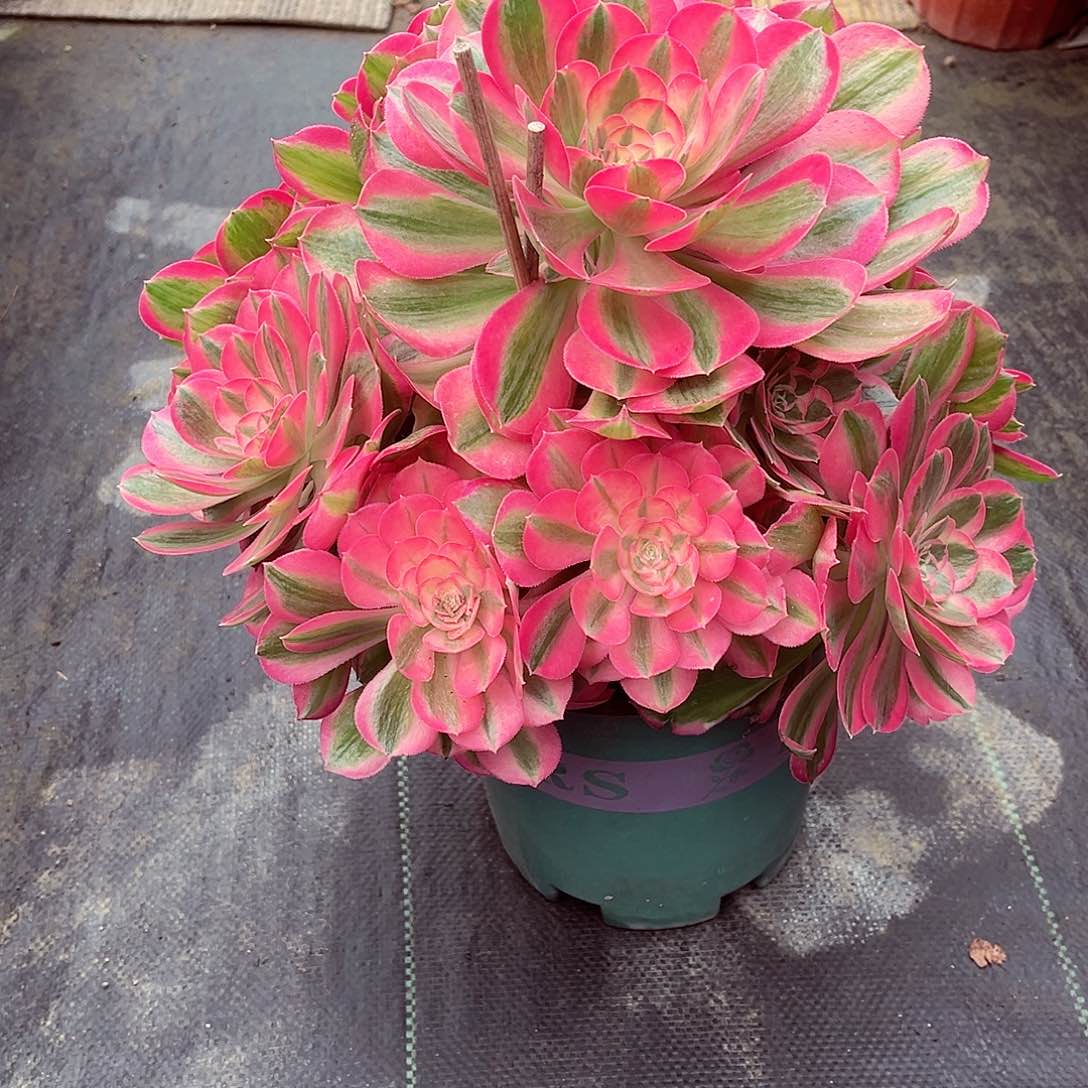 法师多肉哈哈哈哈