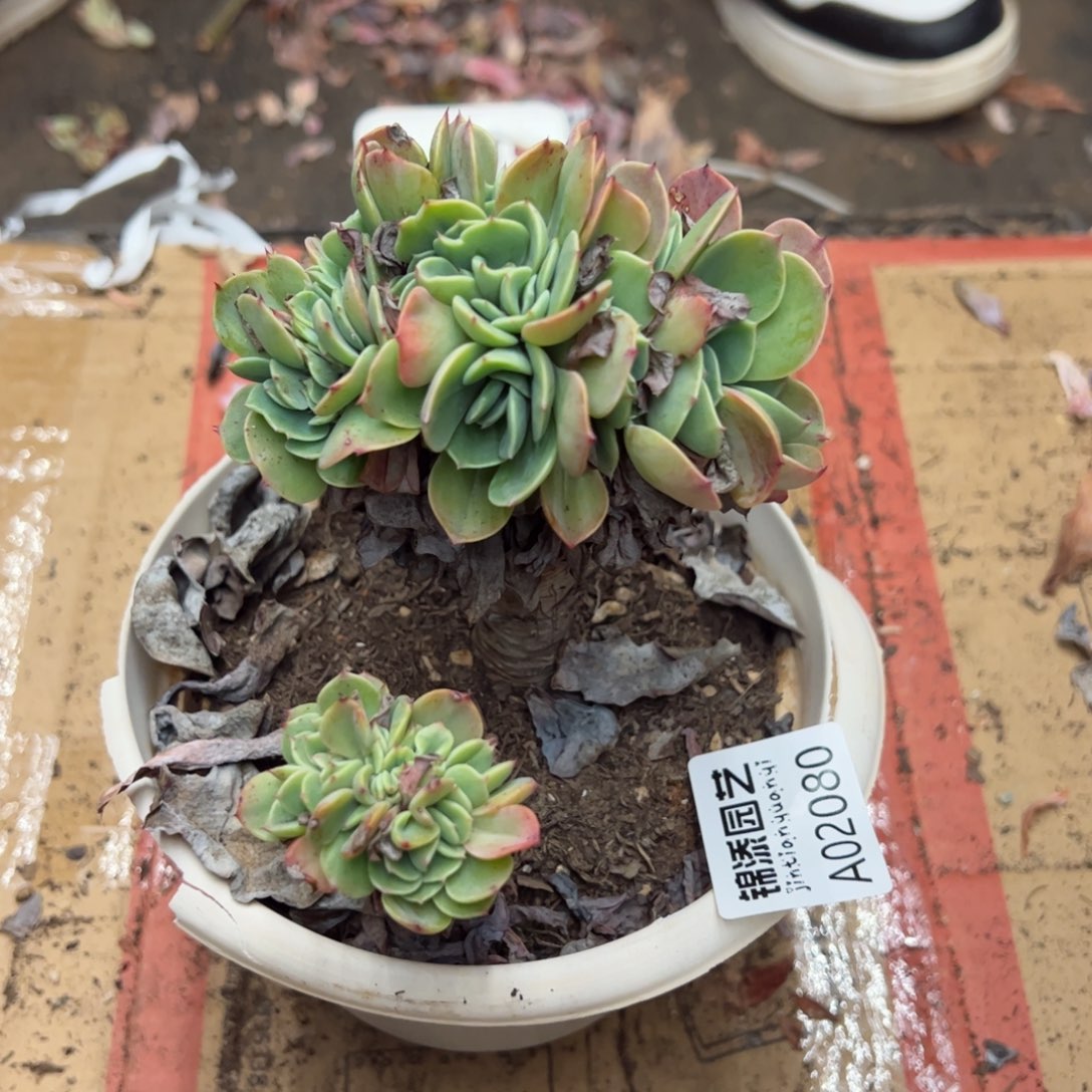 爱斯美兰达缀一物一拍2080