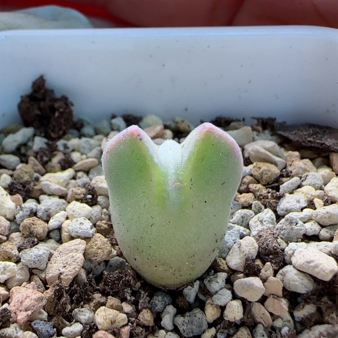 2-17-3-3四年短耳矮胖空蝉1.4cm多肉脱土