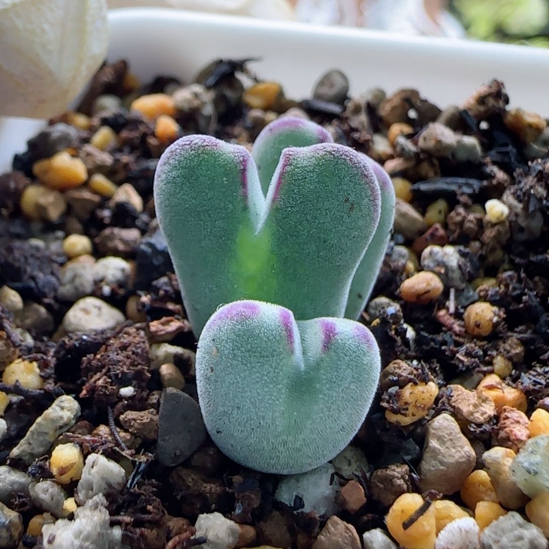 1-13-4-4当天满58包邮毛少将杂交多肉脱土