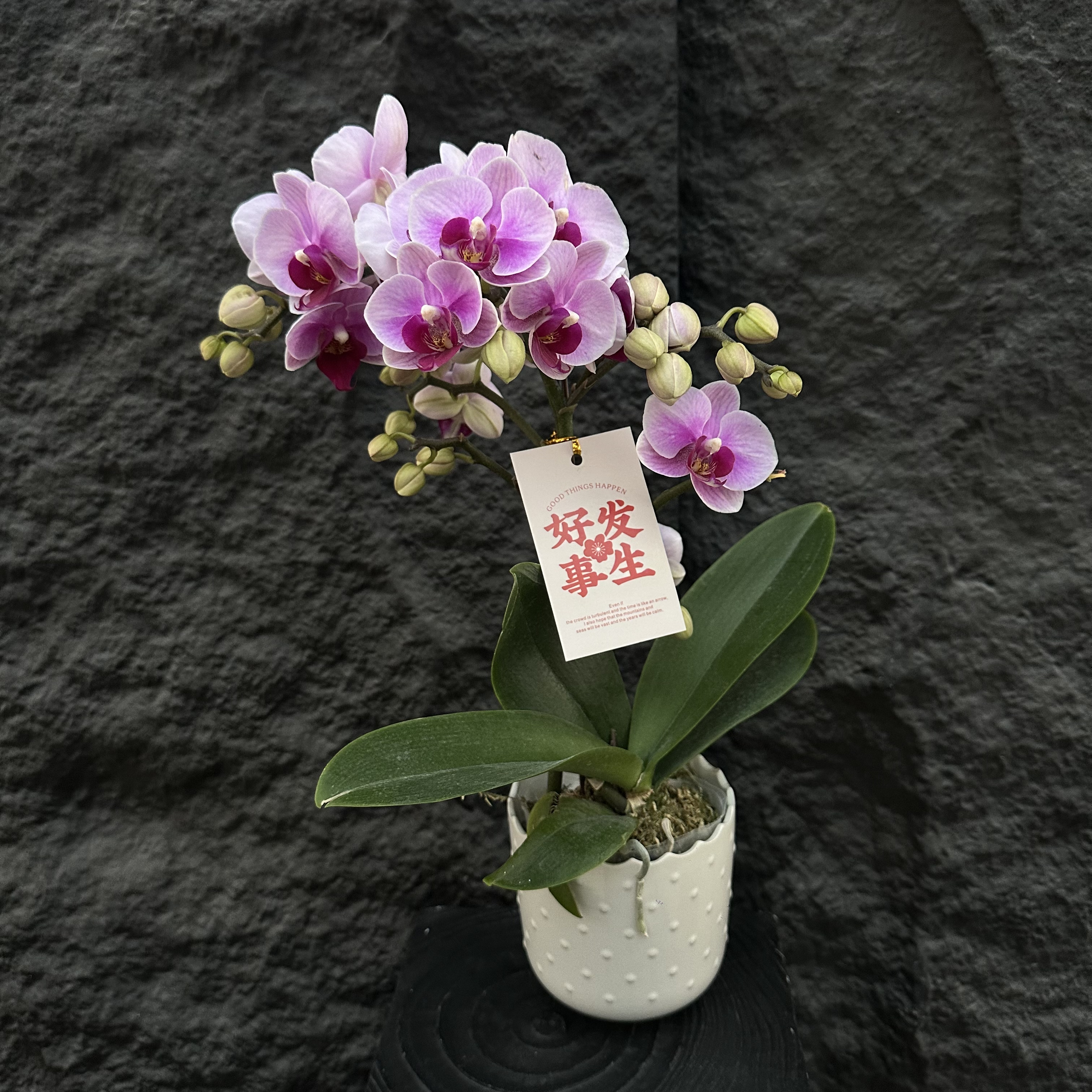 慕兰优选【宝贝】 蝴蝶兰花 客厅摆设种植基地发货