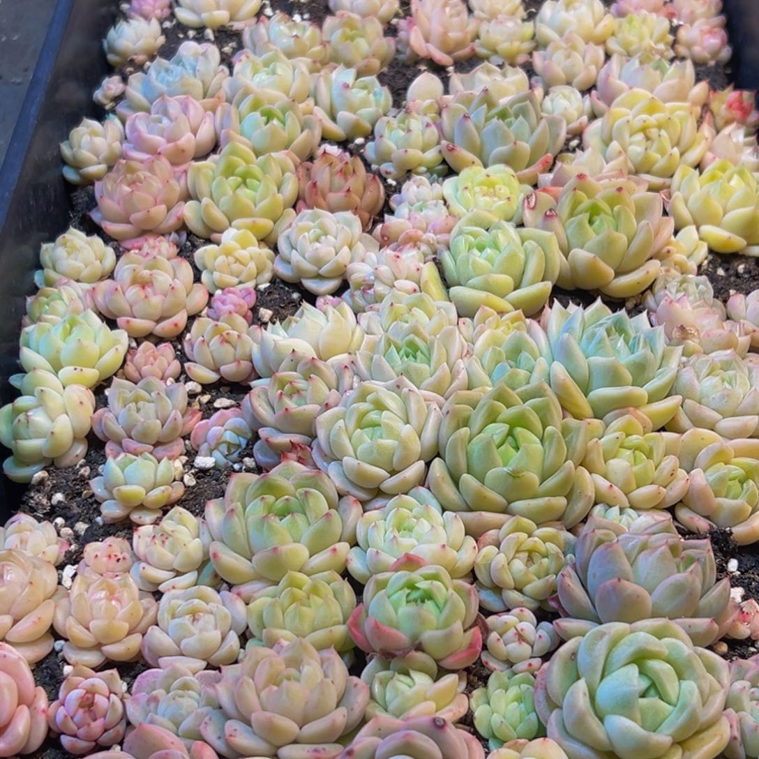 617多肉葡萄的味道是