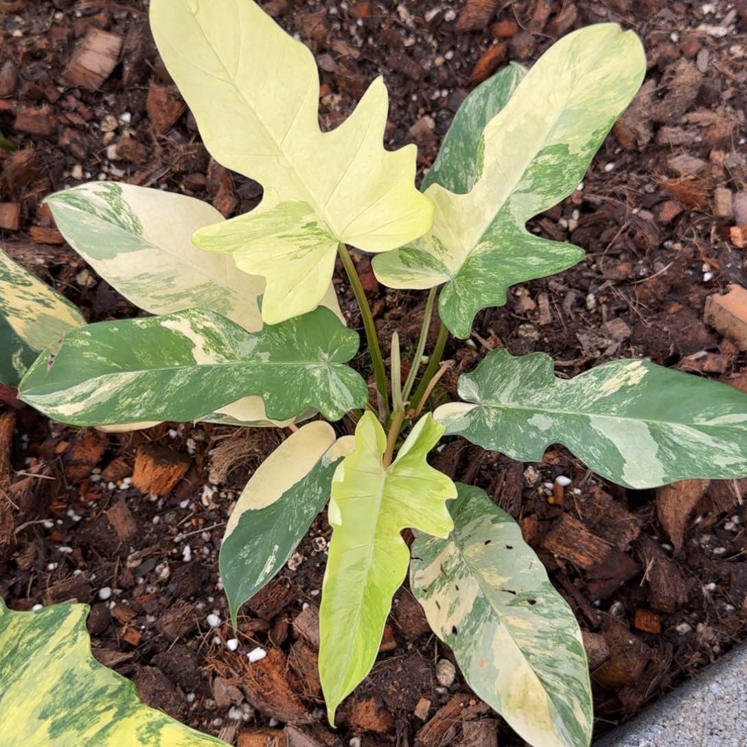 5-1126泰国发货佛罗里达