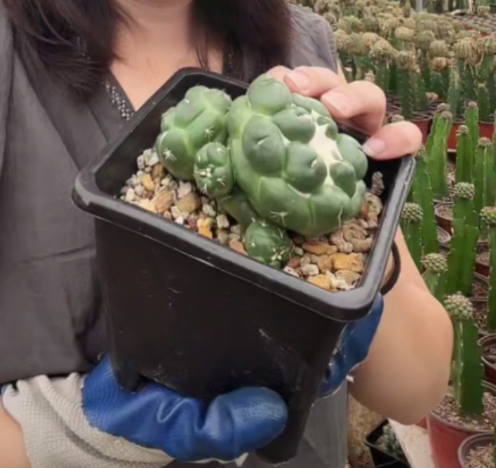 二妹园艺【 无刺象牙 】满18包邮默认脱土随机发货