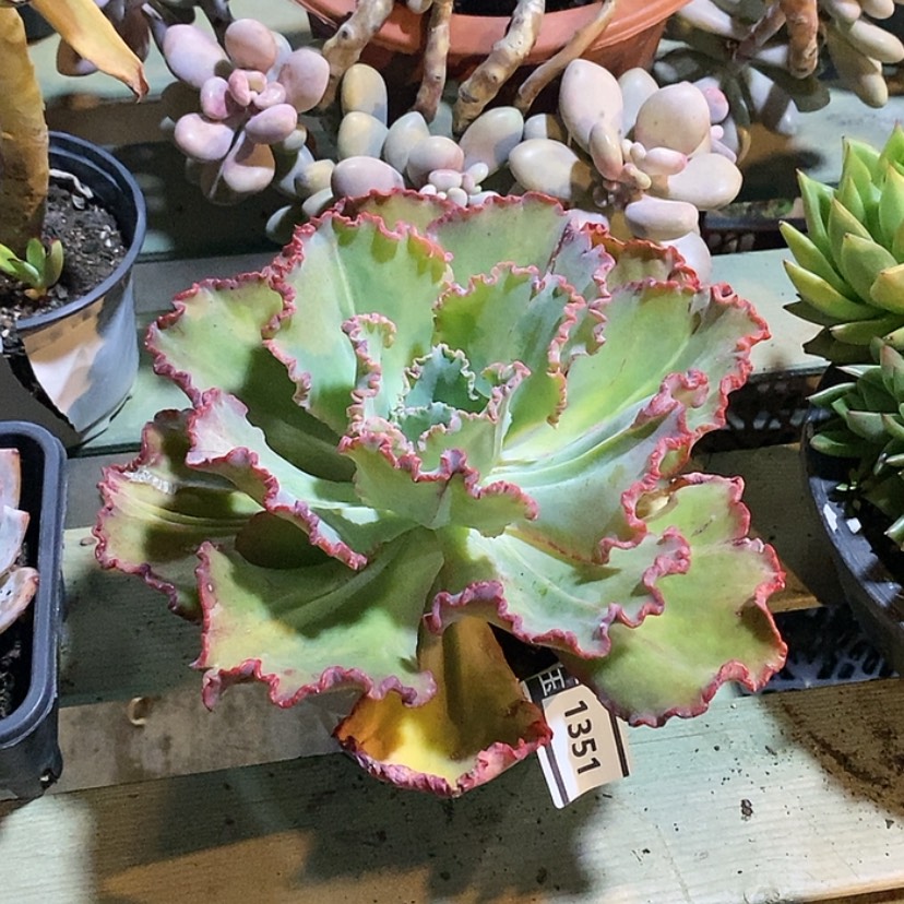 【闪购商品】舞会红裙1351