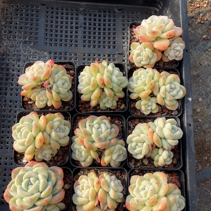 冰玉多肉七方盆一组10个13号