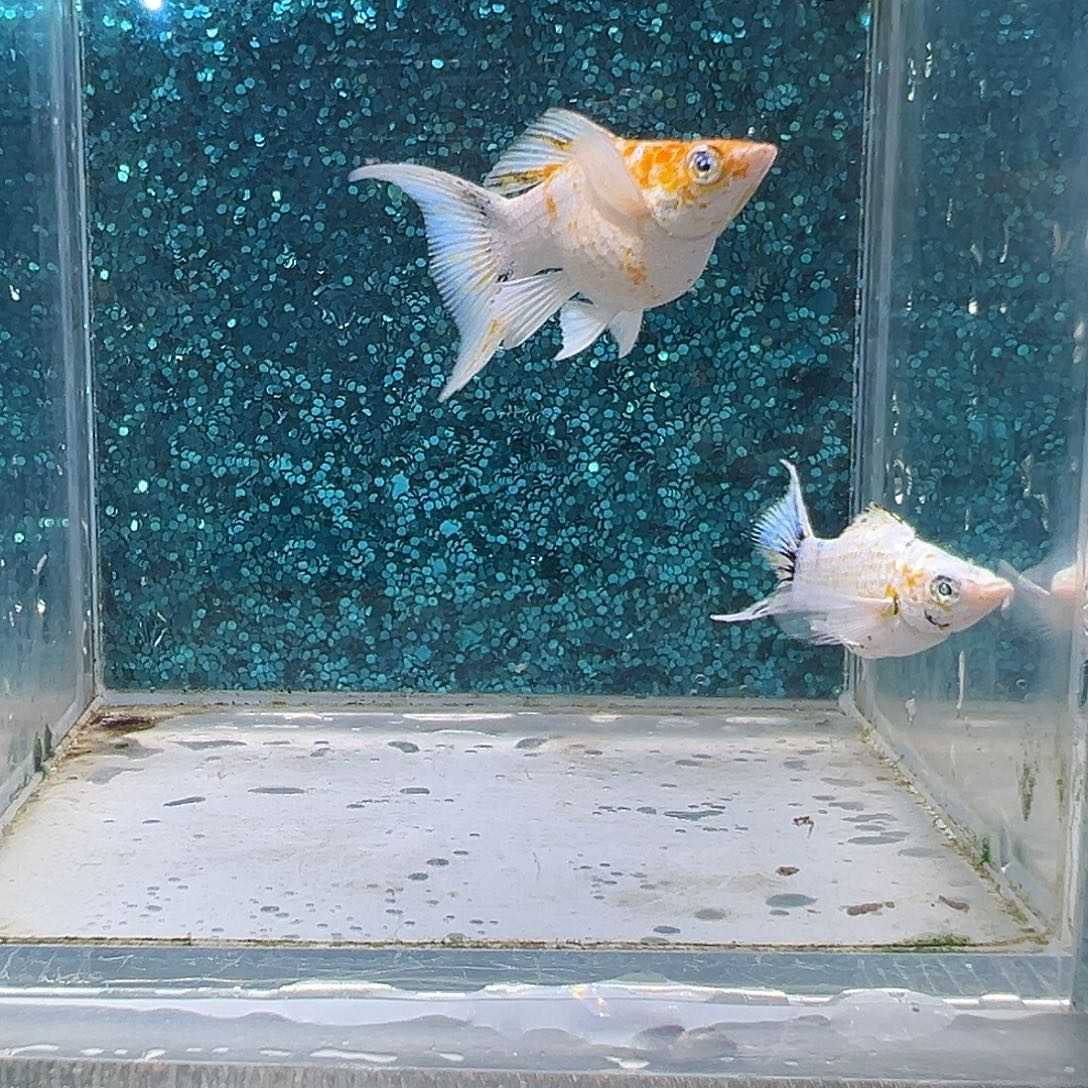 孔雀鱼樱花玛丽一对