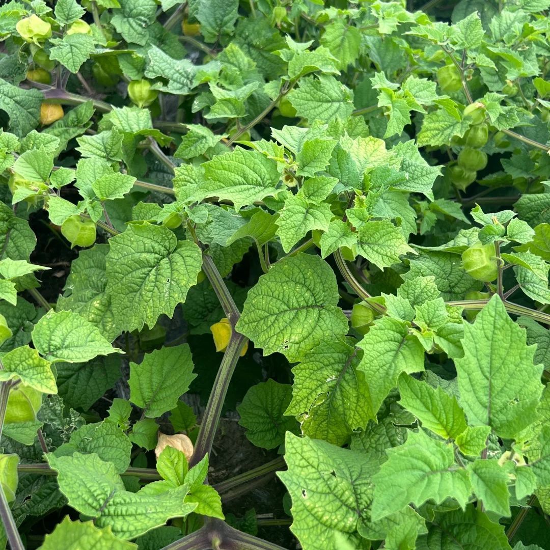 东北菇娘果小粒(小粒里挑大粒)