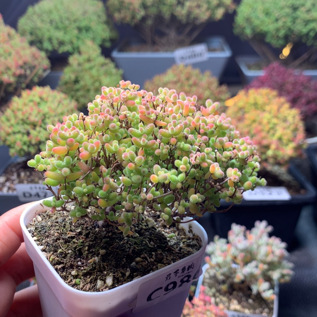 986蜜橘糖球   下播福利 