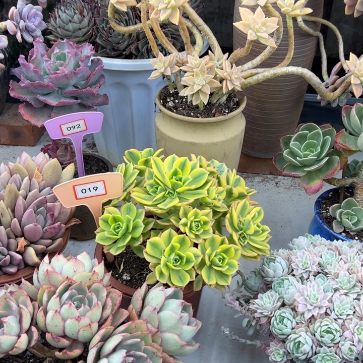 钟*星包多肉植物019