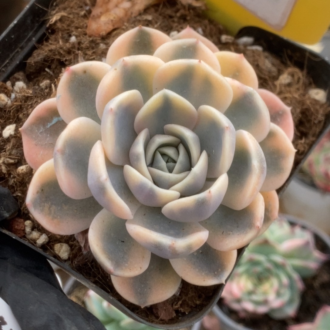 131汉堡锦锦锦锦锦锦