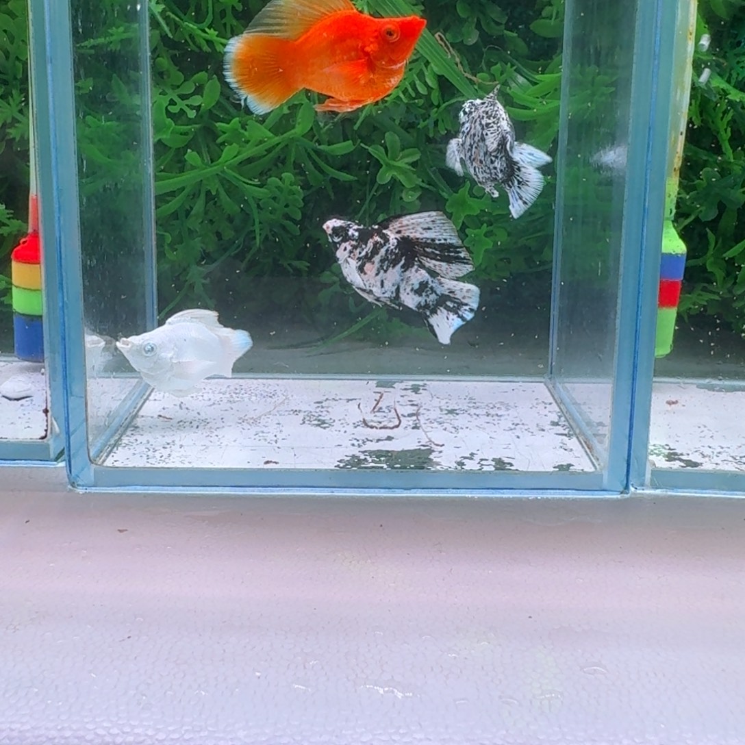 孔雀鱼781号玛丽4公