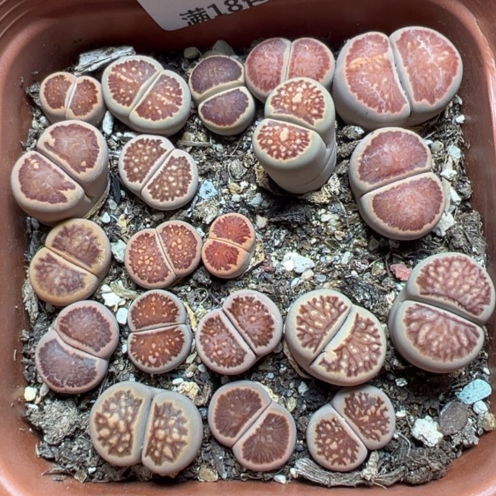 【闪购商品】676。    