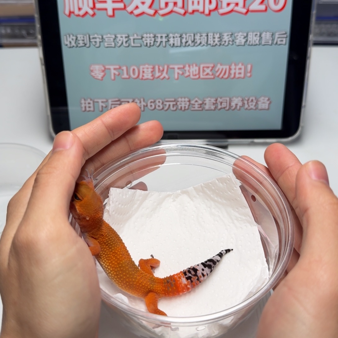 豹纹守宫蜜桔翘尾巴尖