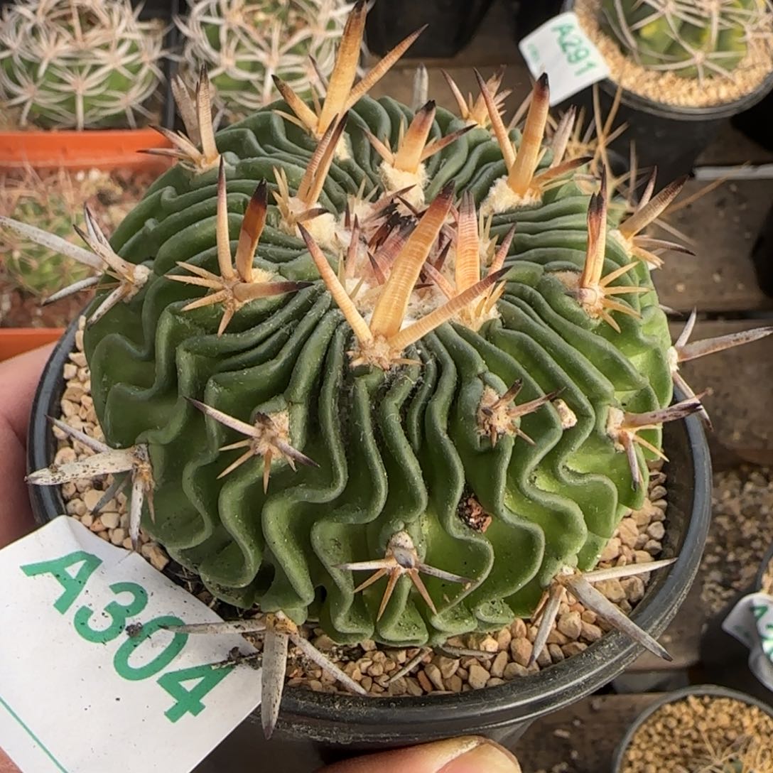 路***3五刺玉 实生仙人球304