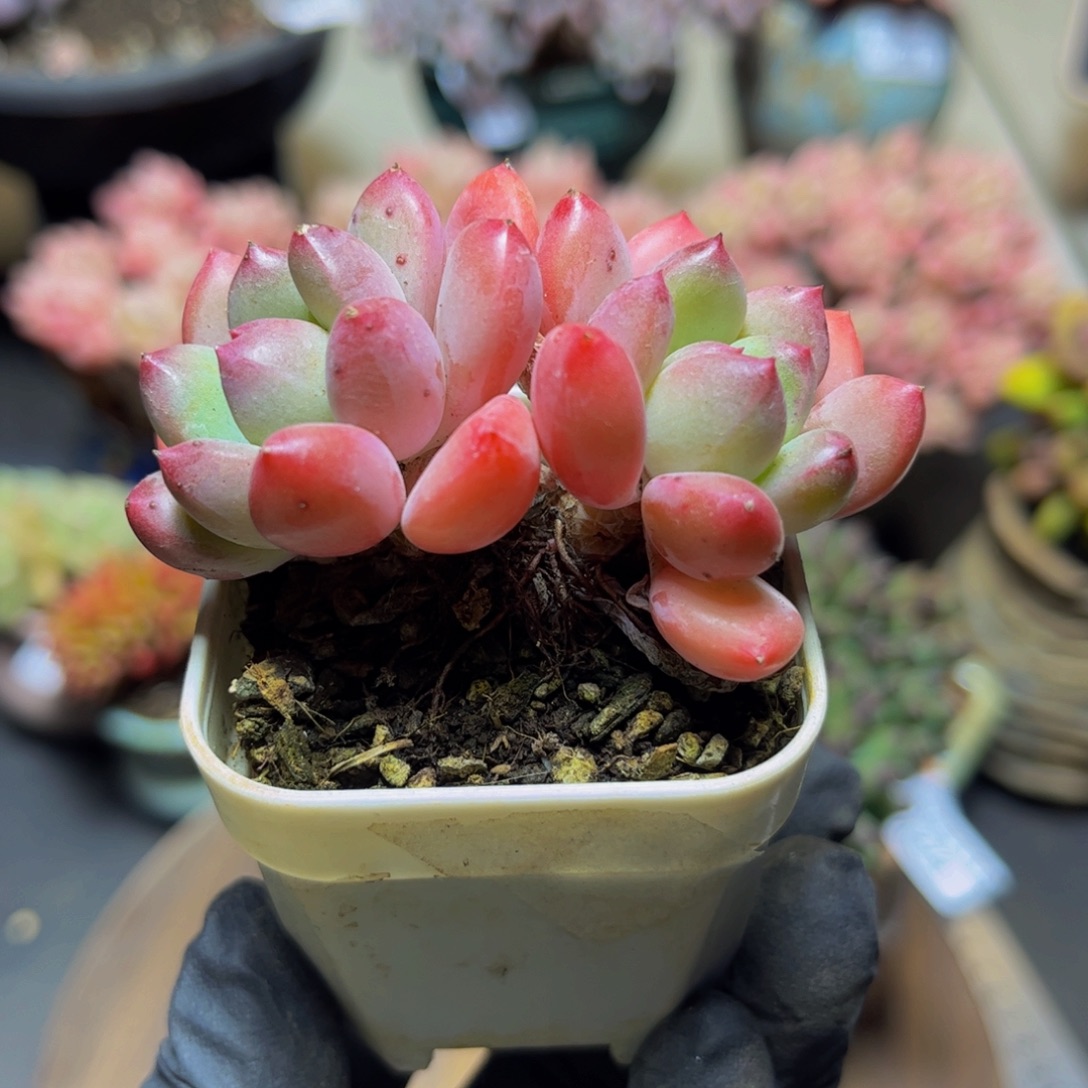 285丽芙美人6.5厘米多肉