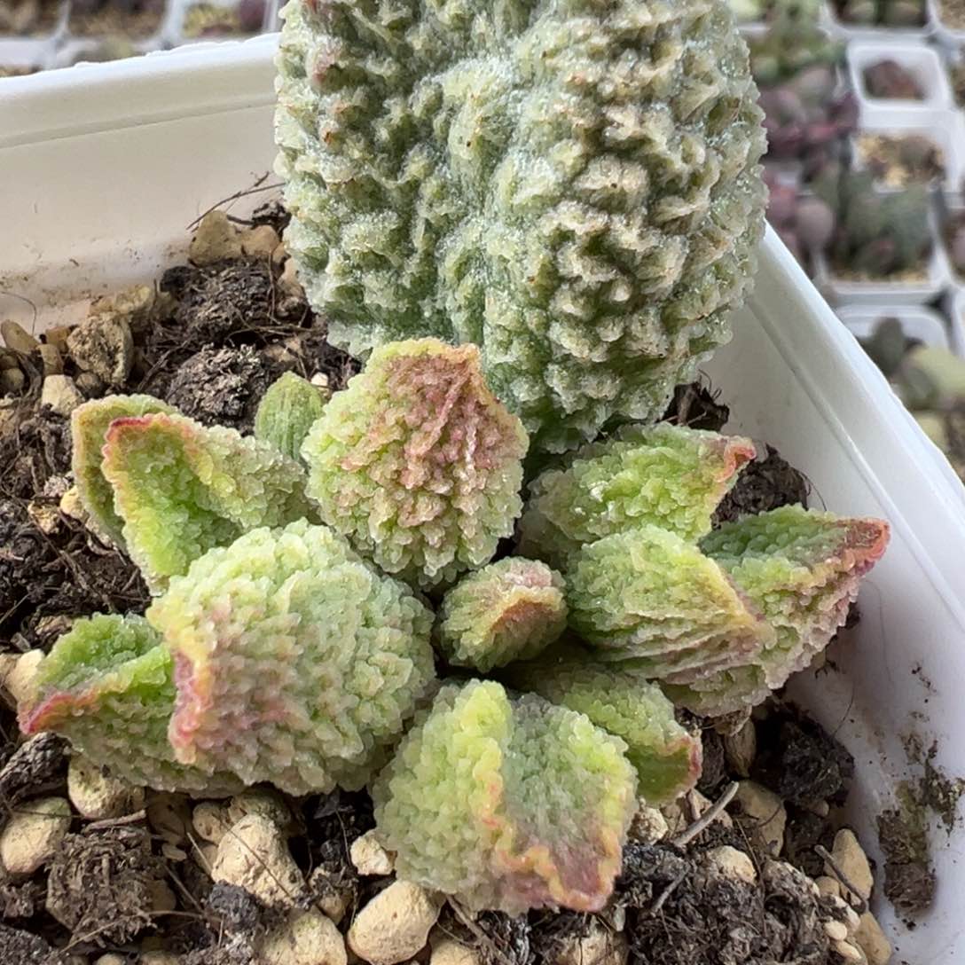 爆炸纹路多肉植物水泡实生