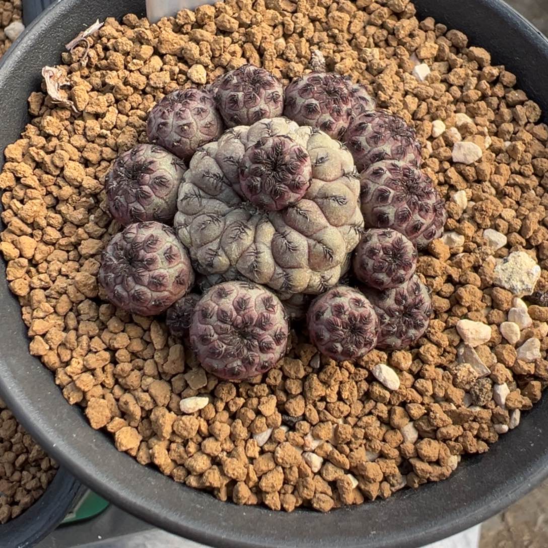 205自根萝卜紫丽丸多肉植物带盆土