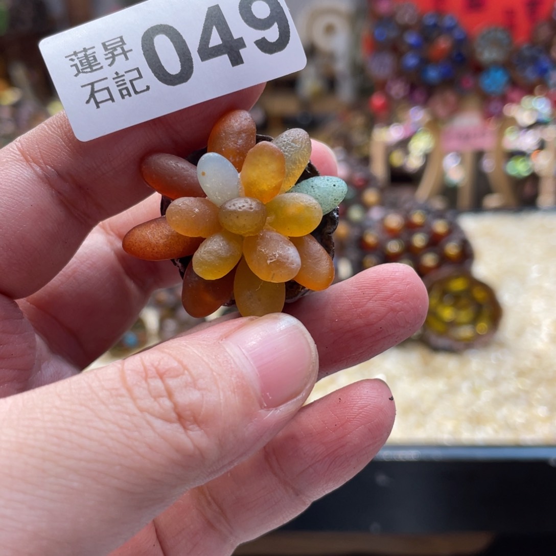 核桃木/黑胡桃（胡桃木）049