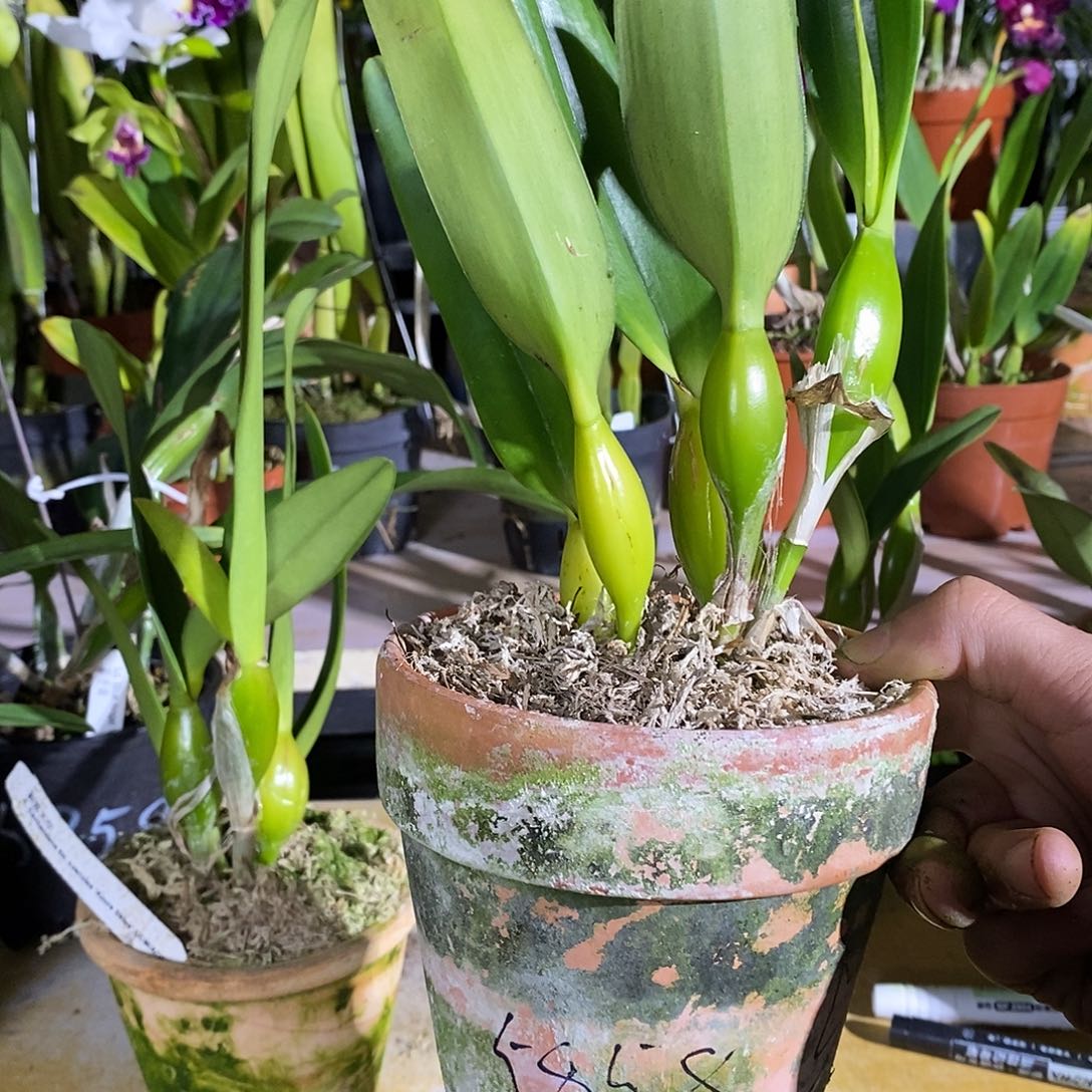 当前无花栽培后可以开花G****姐蔚蓝天空