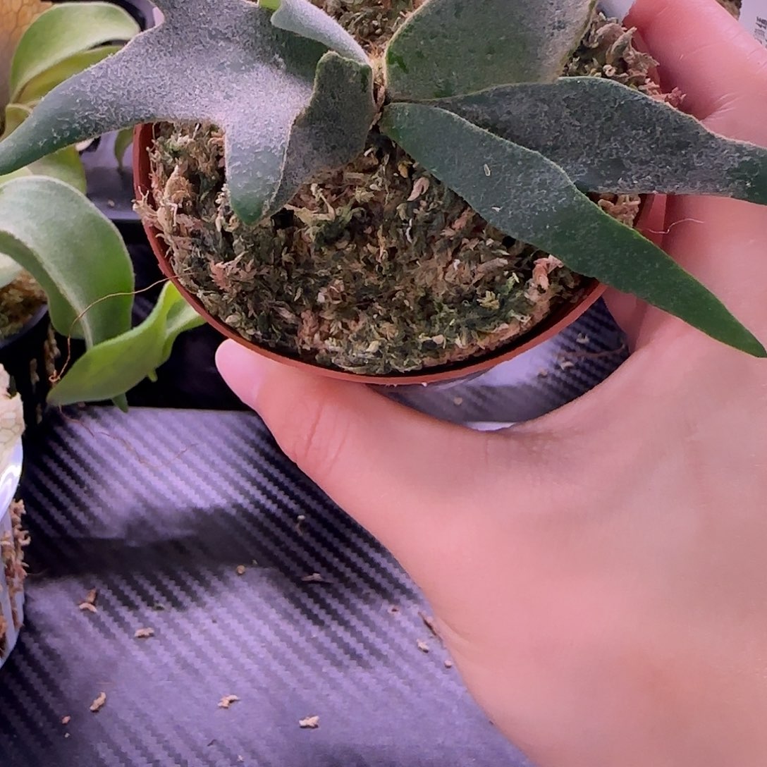 侏儒玉女鹿角蕨喔