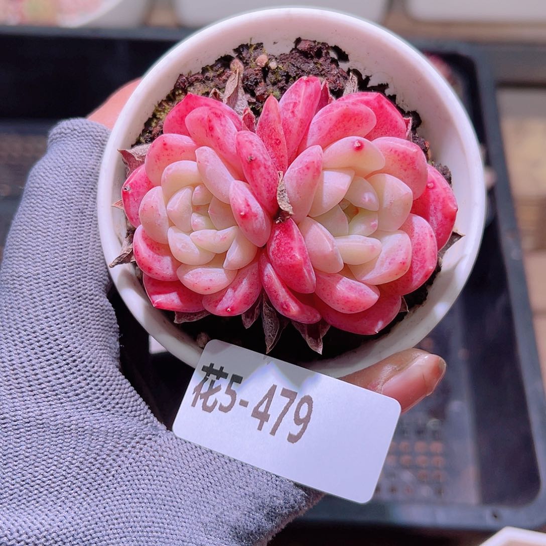 花05-479刚毅双头