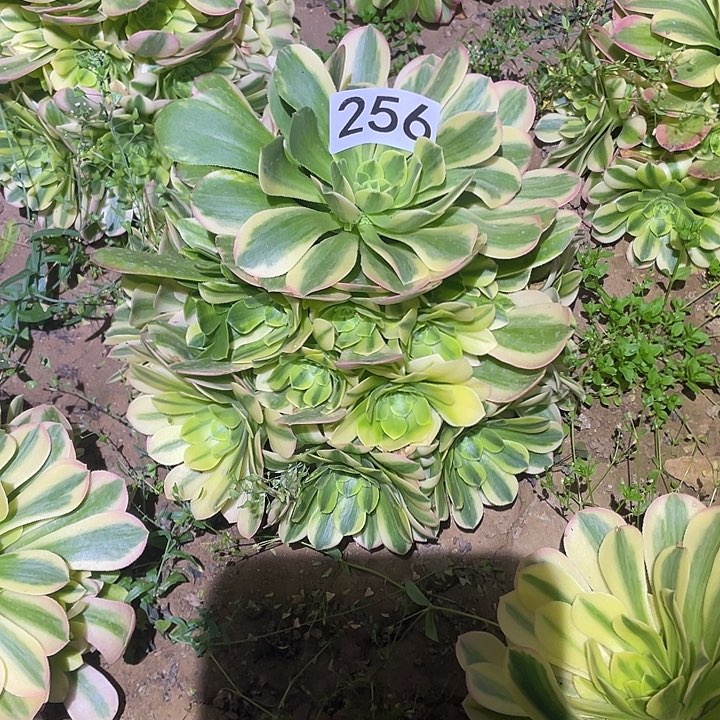 夜****星多肉植物法师256金丝翡翠