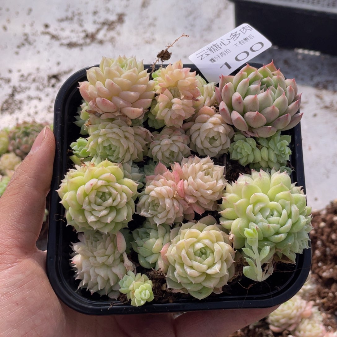云糖心多肉植物100