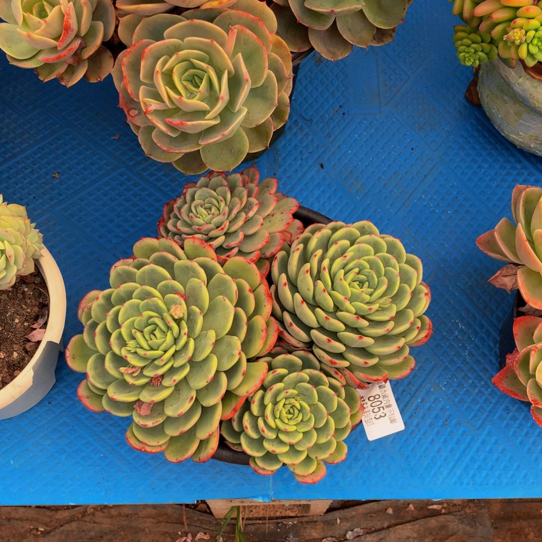 ?***?8053三文鱼多肉