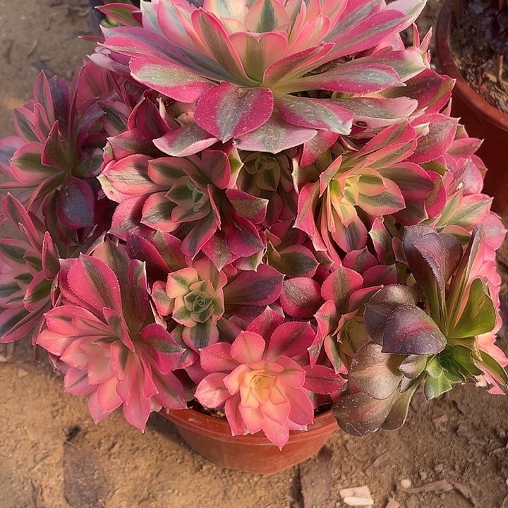 751粉女巫对肉植物