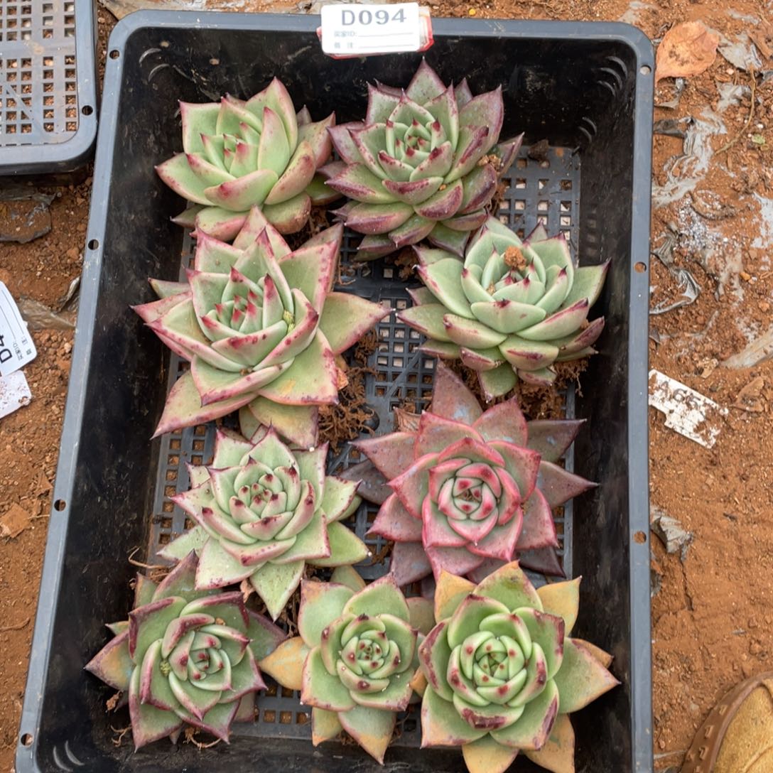 无花朵若如东云组拍D094