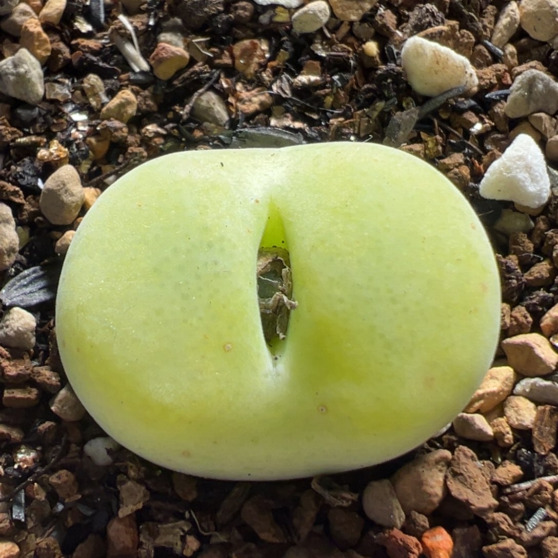 44多肉植物百科翠光