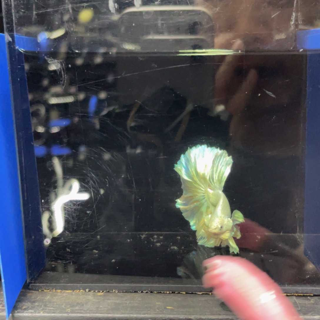 (***)斗鱼Hahahahahssh 