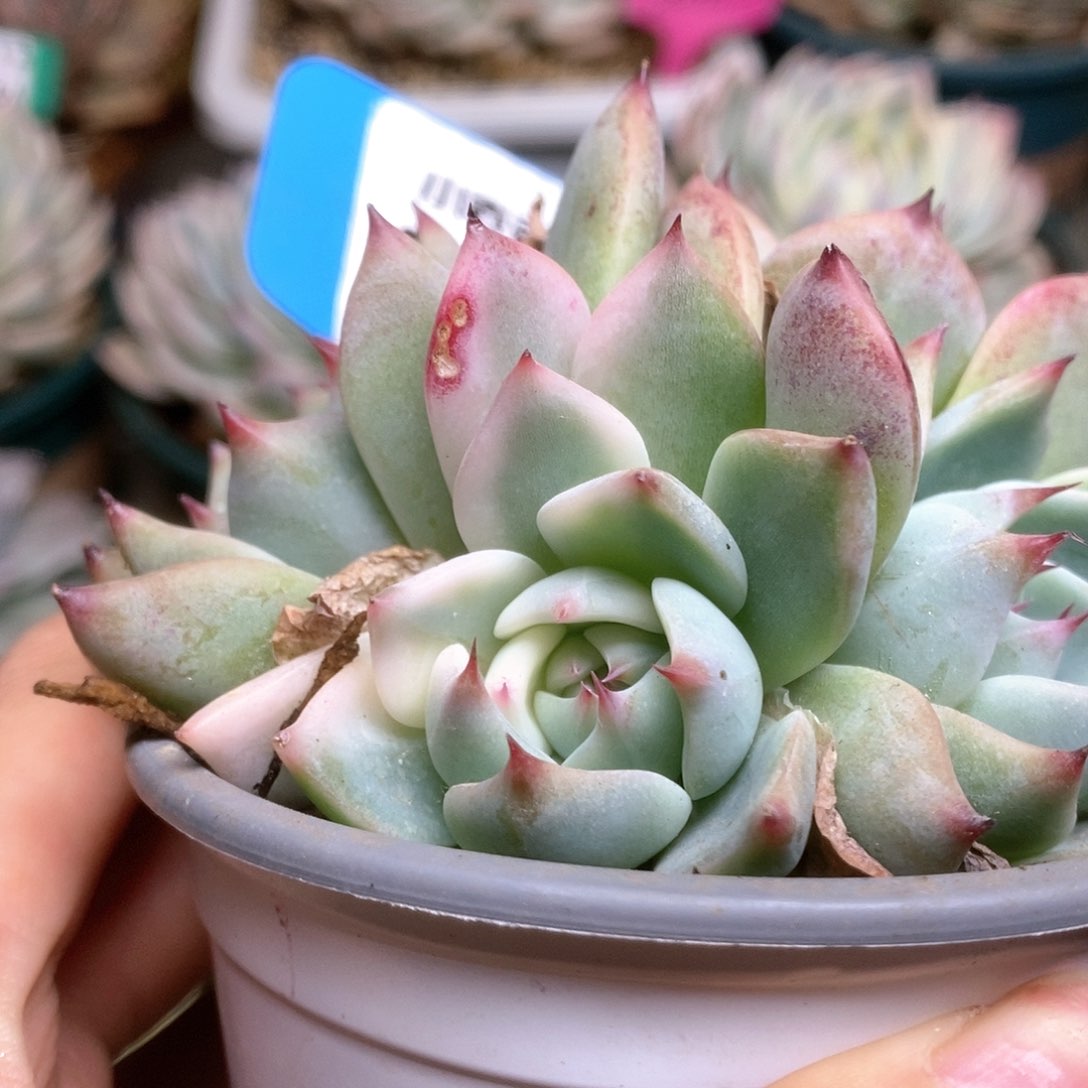 125锦锦锦锦锦锦锦