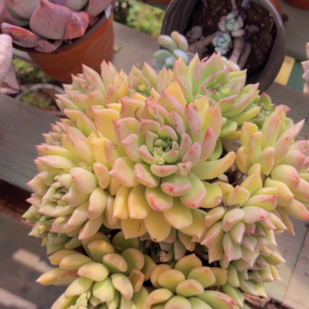 【闪购商品】璀璨09108